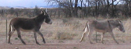 donkeys cantering